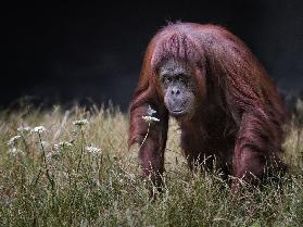 Orang-Utan mit Schmetterling.