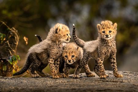 Drei kleine Geparden