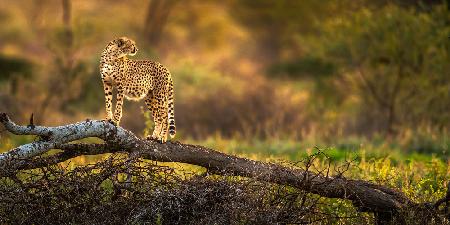 Ein Gepard steht auf dem trockenen Baum