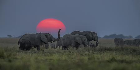Elefantenparty bei Sonnenuntergang