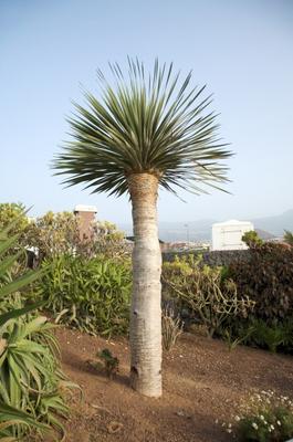 canarian palm von Iñigo Quintanilla