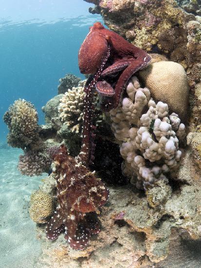Oktopus-Paarung