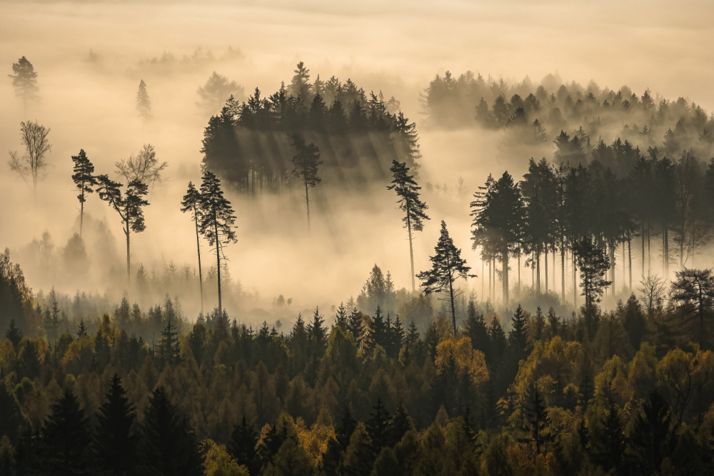 Geschichte vom Wald von Ilona Rosenkrancová