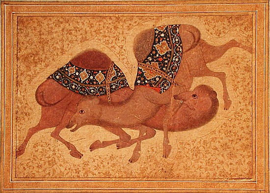 Two Camels Fighting von Indian School