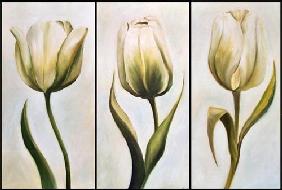 Drei Tulpen 2001