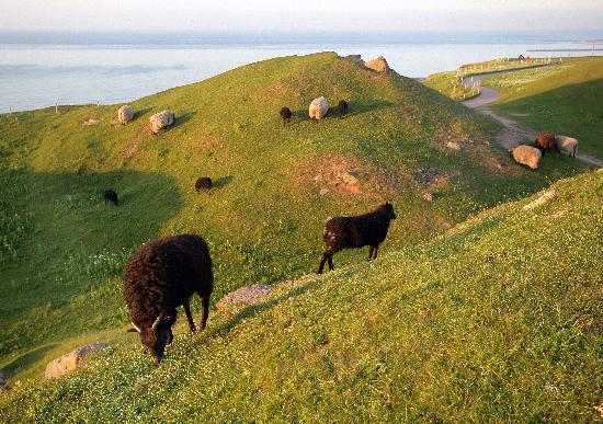Helgoland  - Schafe auf dem Oberland von Ingo Wagner