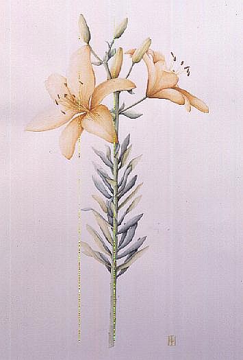 Orange Tiger Lily, 1995 (w/c)  von Iona  Hordern