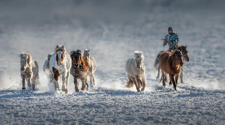 Galoppierende Pferde im verschneiten Feld