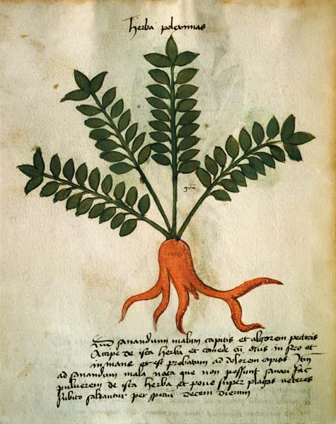 Ms 320 M Fol.31 Herba Poleximas, from 'Liber Herbarius una cum rationibus conficiendi medicamenta' b von Scuola pittorica italiana