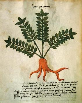 Ms 320 M Fol.31 Herba Poleximas, from 'Liber Herbarius una cum rationibus conficiendi medicamenta' b