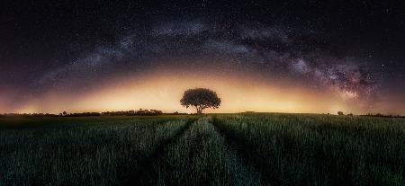 Milchstraße über einsamem Baum