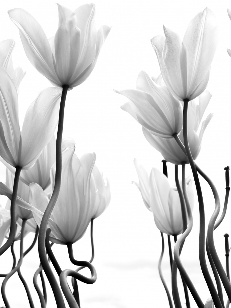Tulpen von Ivan Lesica