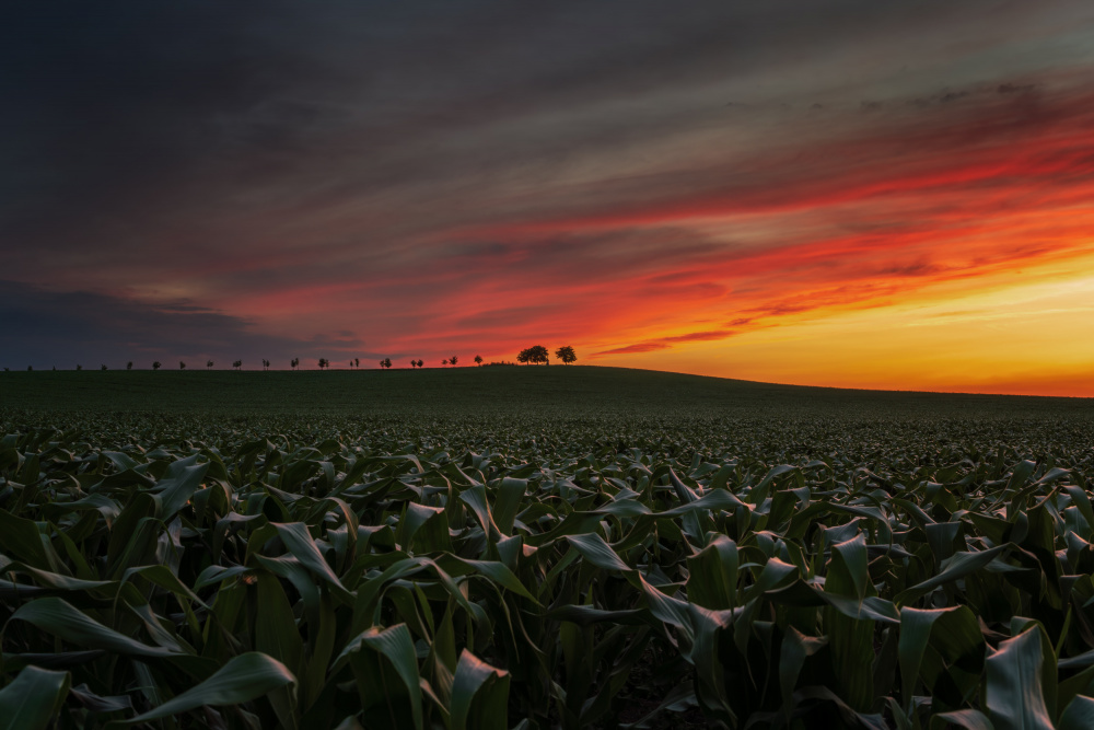 Sonnenuntergang im Maisfeld von Ivo Mateju