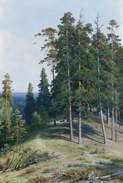 Kiefernwald von Iwan Iwanowitsch Schischkin