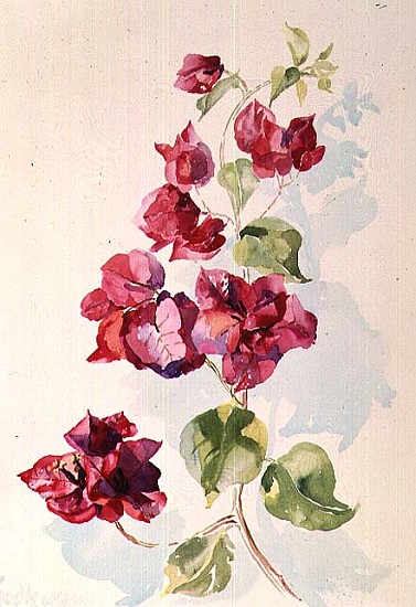 No.2 Bougainvillea Red (w/c)  von Izabella  Godlewska de Aranda
