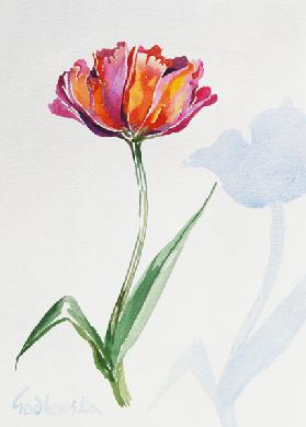 Tulip