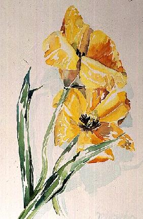 No.6 Yellow Tulip (w/c) 
