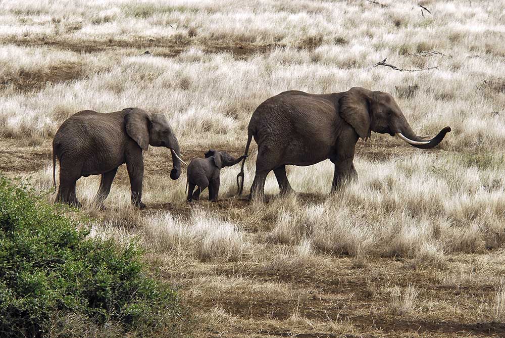 Elefantenfamilie, Tansania von Izonevision/Robert D Abramson
