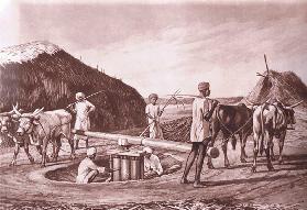 Einheimische Methode zum Zerkleinern von Zuckerrohr in Indien, nach MacMillan-Schulplakaten, um 1950 0