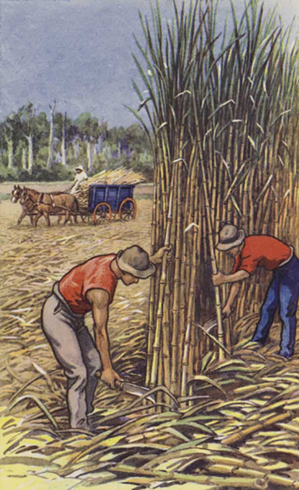 Weiße Männer schneiden Zuckerrohr (Queensland) von J. Macfarlane