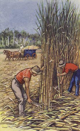 Weiße Männer schneiden Zuckerrohr (Queensland)
