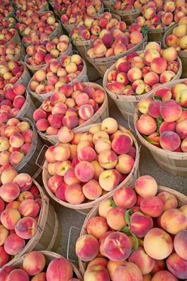 Bushels of Fresh Peaches von Jack Kunnen