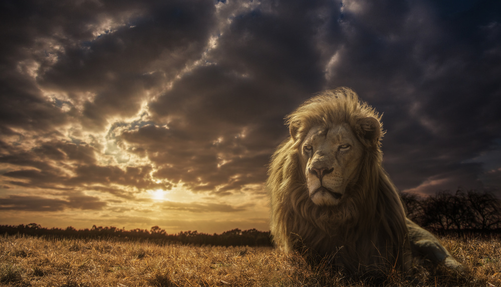 Abenteuer in Savannah – Der König der Löwen von Jackson Carvalho