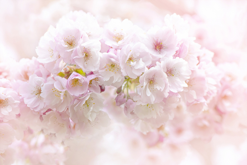 Frühlingsblüte von Jacky Parker
