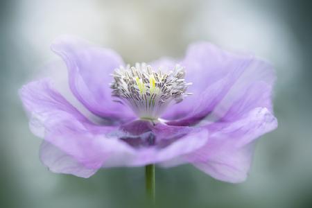 Papaver