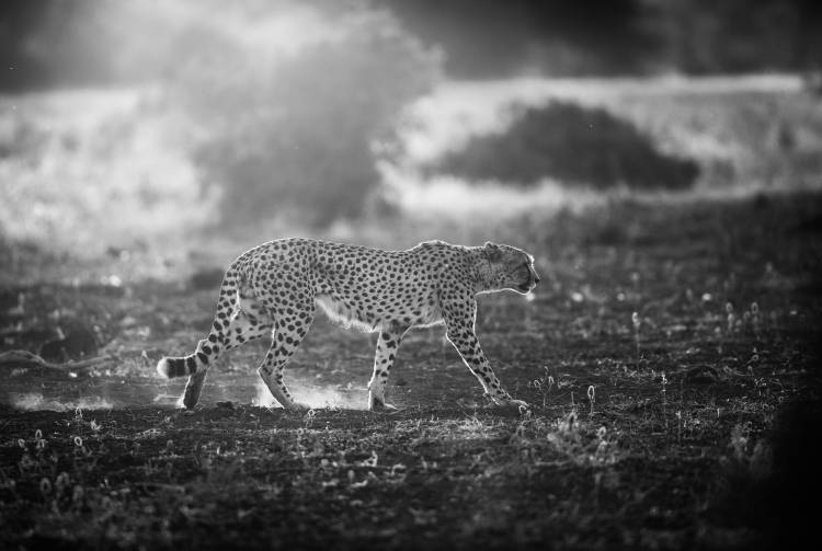 Backlit Cheetah von Jaco Marx