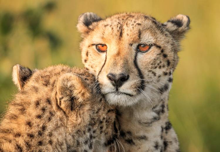 Cheetah eyes von Jaco Marx