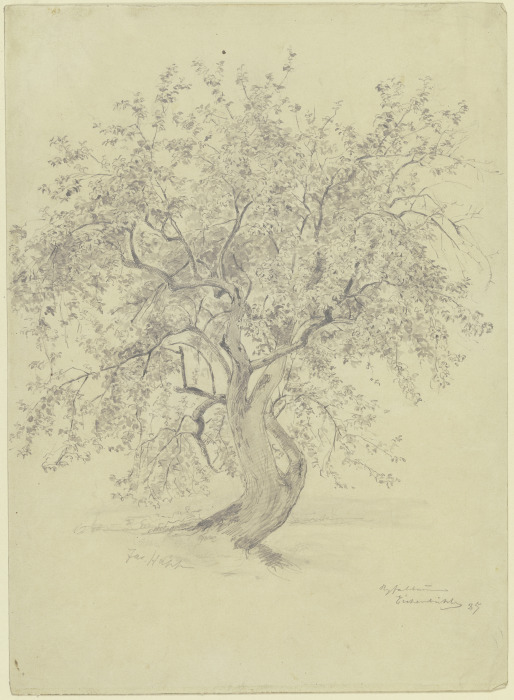 Apfelbaum am Eichenbühl von Jacob Happ