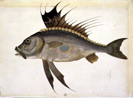 Fish von Jacopo Ligozzi