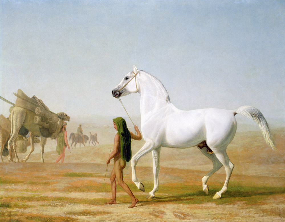 The Wellesley Grey Arabian Led through the Desert von Jacques-Laurent Agasse