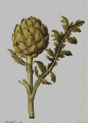 Artichoke: Cynara scolymus c.1568