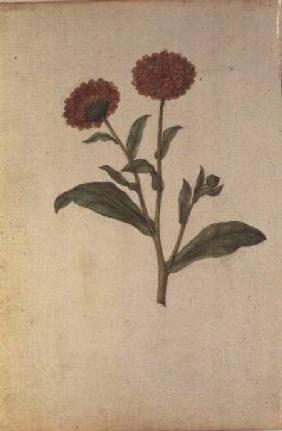 Calendula officinalis c.1568