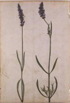 Lavandula officinalis (Old English Lavender) c.1568