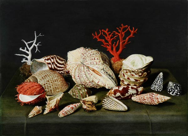Stillleben mit Muscheln und Korallen von Jacques Linard