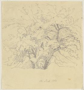 Baum (Fragment)