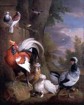 Exotic Birds in a Landscape