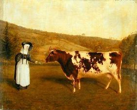 Shorthorn Cow c.1840-50