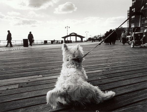 Coney Island Dog, NY von James Galloway