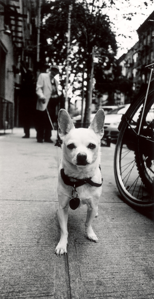 New York Dog von James Galloway