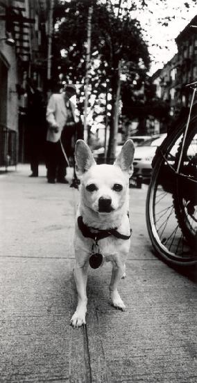 New York Dog 2006