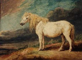Shetland Pony