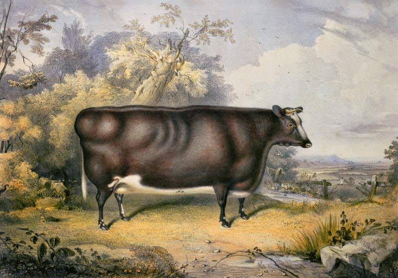 The Cottesmore Prize Heifer, 1837 (after Henry Strafford von James William Giles
