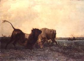 Bulls Fighting 1872