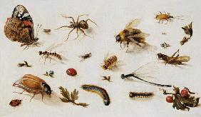 A Study of Insects