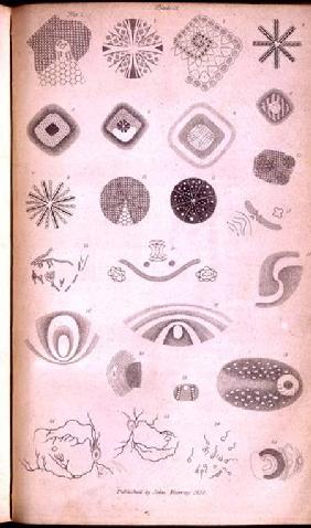 Plate II from 'Contributions of the physiology of vision No. I', published in the Journal of the Roy 1830