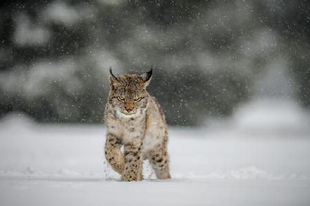 Der Eurasische Luchs (Lynx lynx)